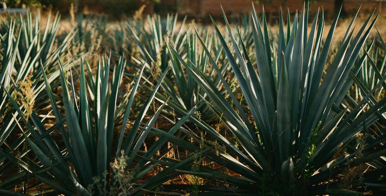 Agave plant farm